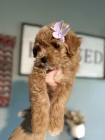 F1b Toy Female 5 Suzie Q, a female Goldendoodle for sale in Denton, TX – Photo 4 of 6