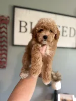 F1b Toy Female 5 Suzie Q, a female Goldendoodle for sale in Denton, TX – Photo 3 of 6