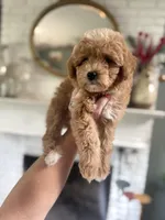 F1b Toy Female 5 Suzie Q, a female Goldendoodle for sale in Denton, TX – Photo 5 of 6