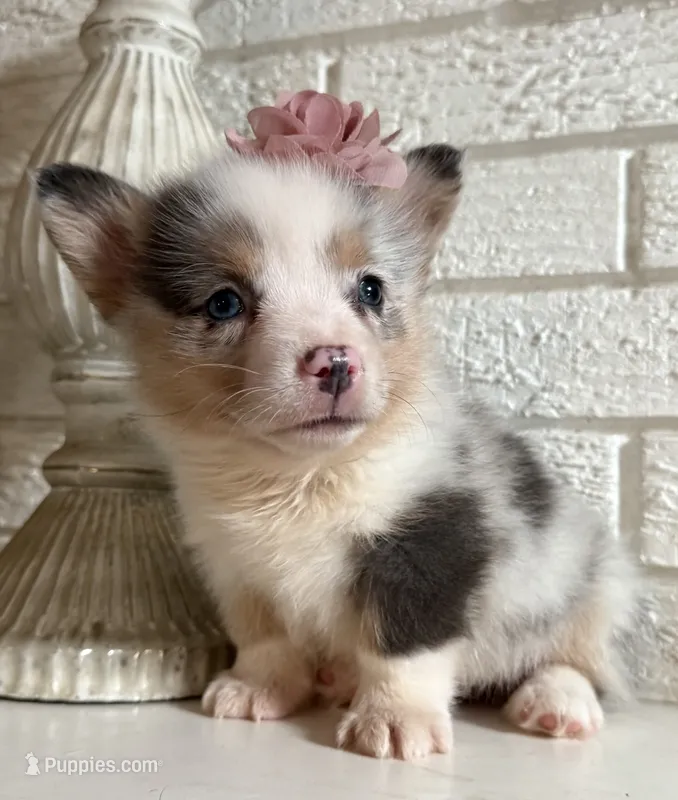 Female 3- Blue Eyed Sage – Pembroke Welsh Corgi puppy for sale in Denton, TX