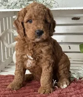 Mini Male 1- Levi, a male Miniature Goldendoodle for sale in Denton, TX – 5 of 5