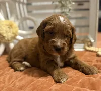 Mini Female 4- Lil, a female Miniature Goldendoodle for sale in Denton, TX – 4 of 7