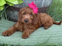 Mini Female 4- Sandy, a female Irish Doodle for sale in Denton, TX – 4 of 4