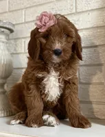 Mini Female 4- Lil, a female Goldendoodle for sale in Denton, TX – 4 of 6