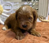 Mini Female 3- Riz, a female Goldendoodle for sale in Denton, TX – 3 of 6