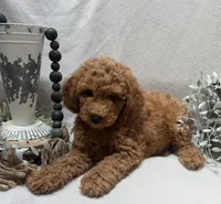 F1b Micro Mini Male 1, a male Goldendoodle and Miniature Goldendoodle for sale in Denton, TX – 5 of 5