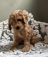 Mini Male 1 Maverick , a male Goldendoodle and Miniature Goldendoodle for sale in Denton, TX – 3 of 6