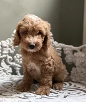 Mini Male 2 Dallas, a male Goldendoodle and Miniature Goldendoodle for sale in Denton, TX – 2 of 6