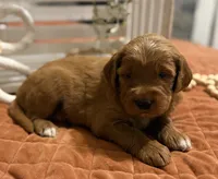 Mini Female 6- Birtha, a female Goldendoodle for sale in Denton, TX – 3 of 7