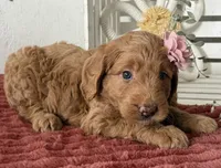 Mini Female 2- Cocoa, a female Miniature Goldendoodle for sale in Denton, TX – 5 of 5
