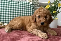 F1b Mini Male 2 Scout, a female Irish Doodle for sale in Denton, TX – Photo 3 of 5
