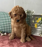 F1b Mini Male 2 Scout, a female Irish Doodle for sale in Denton, TX – Photo 2 of 5