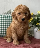 F1b Mini Male 2 Scout, a female Irish Doodle for sale in Denton, TX – Photo 1 of 5