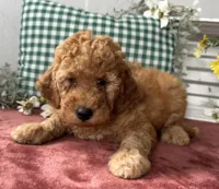 F1b Mini Male 2 Scout, a female Irish Doodle for sale in Denton, TX – Photo 5 of 5
