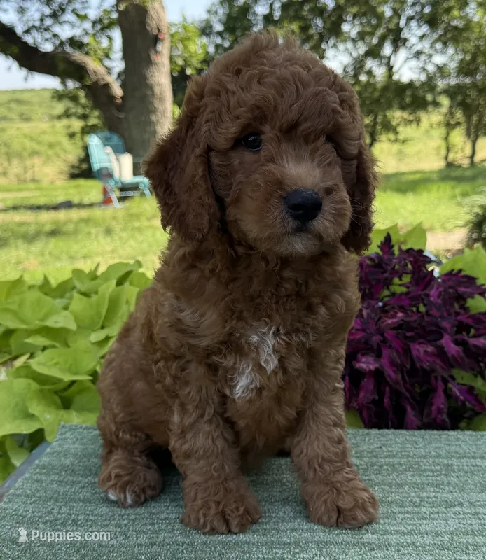 Mini Male 1- Levi – Miniature Goldendoodle puppy for sale in Denton, TX