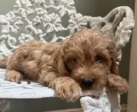 Mini Male 1 Maverick , a male Goldendoodle and Miniature Goldendoodle for sale in Denton, TX – 5 of 6