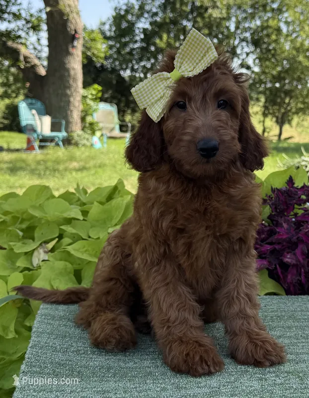 Mini Female 2- Roxy – Irish Doodle puppy for sale in Denton, TX
