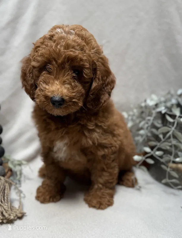 F1b Micro Mini Male 2 – Goldendoodle, Miniature Goldendoodle puppy for sale in Denton, TX