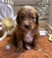Mini Female 2- Gigi, a female Miniature Goldendoodle for sale in Denton, TX – 5 of 6