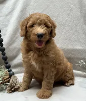 Mini Male 2 Levi, a male Goldendoodle and Miniature Goldendoodle for sale in Denton, TX – 3 of 5