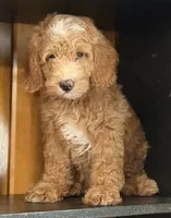 Mini Male 1 Dallas, a male Goldendoodle and Miniature Goldendoodle for sale in Denton, TX – 5 of 7