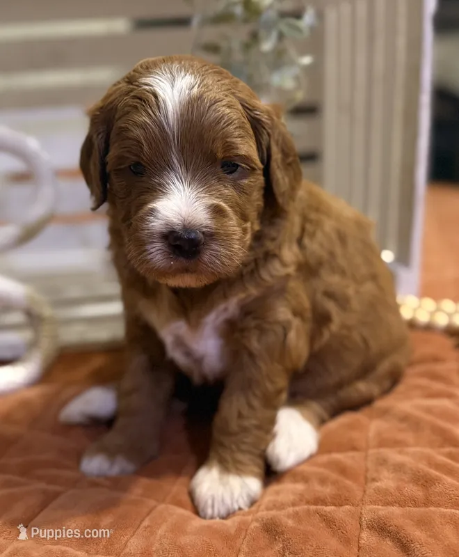 Mini Female 5- Barbara Jean – Miniature Goldendoodle puppy for sale in Denton, TX