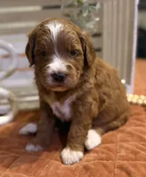 Mini Female 5- Barbara Jean, a female Miniature Goldendoodle for sale in Denton, TX – 1 of 7