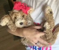 Mini Female 1 Georgia, a female Goldendoodle and Miniature Goldendoodle for sale in Denton, TX – 5 of 6