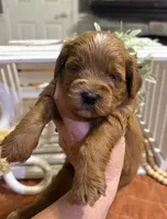 Mini Female 3- Riz, a female Goldendoodle for sale in Denton, TX – 2 of 6