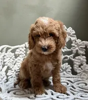 Mini Male 2 Dallas, a male Goldendoodle and Miniature Goldendoodle for sale in Denton, TX – 5 of 6