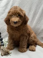 F1b Micro Mini Male 5, a male Goldendoodle and Miniature Goldendoodle for sale in Denton, TX – 4 of 6
