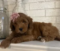 Mini Female 1- Roxanne , a female Miniature Goldendoodle for sale in Denton, TX – 3 of 7