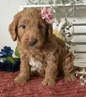 Mini Female 2- Cocoa, a female Goldendoodle for sale in Denton, TX – 4 of 5