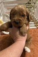 Mini Female 6- Birtha, a female Goldendoodle for sale in Denton, TX – 6 of 7