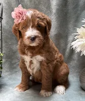 Mini Female 5- Barbara Jean, a female Miniature Goldendoodle for sale in Denton, TX – 4 of 6