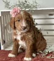 Mini Female 3- Queenie, a female Goldendoodle for sale in Denton, TX – 5 of 5