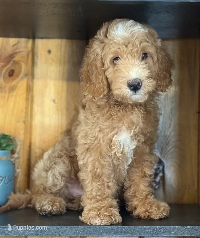 Mini Male 2 Dallas – Goldendoodle, Miniature Goldendoodle puppy for sale in Denton, TX