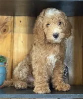 Mini Male 1 Dallas, a male Goldendoodle and Miniature Goldendoodle for sale in Denton, TX – 1 of 7