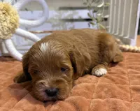 Mini Female 3- Riz, a female Goldendoodle for sale in Denton, TX – 6 of 6