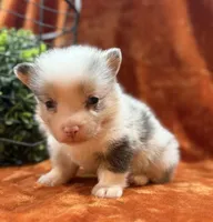 Female 3- Blue Eyed Sage, a female Pembroke Welsh Corgi for sale in Denton, TX – 4 of 6