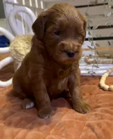 Mini Female 1- Roxanne , a female Miniature Goldendoodle for sale in Denton, TX – 4 of 6