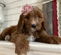 Mini Female 4- Lil, a female Miniature Goldendoodle for sale in Denton, TX – 5 of 5