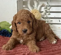 Mini Male 1- Levi, a male Miniature Goldendoodle for sale in Denton, TX – 3 of 5