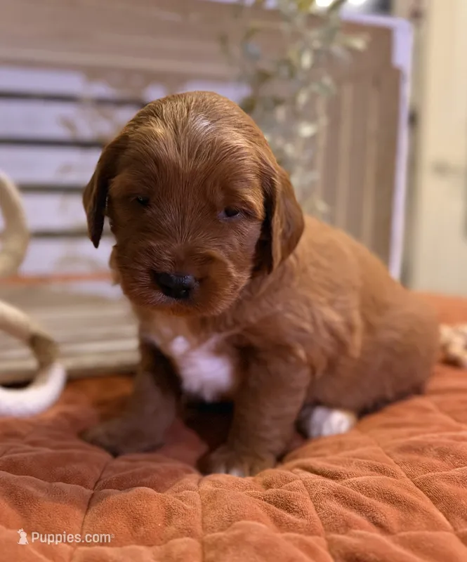 Mini Female 6- Birtha – Miniature Goldendoodle puppy for sale in Denton, TX