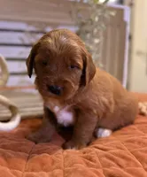 Mini Female 6- Birtha, a female Miniature Goldendoodle for sale in Denton, TX – 1 of 7