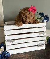 Mini Female 2, a female Goldendoodle for sale in Denton, TX – Photo 5 of 7