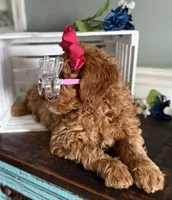 Mini Female 2, a female Goldendoodle for sale in Denton, TX – Photo 4 of 7