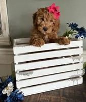 Mini Female 2, a female Goldendoodle for sale in Denton, TX – Photo 7 of 7