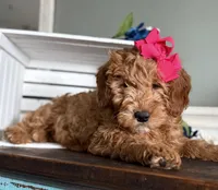 Mini Female 2, a female Goldendoodle for sale in Denton, TX – Photo 2 of 7