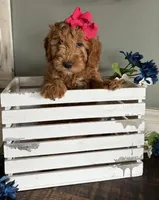 Mini Female 2, a female Goldendoodle for sale in Denton, TX – Photo 6 of 7